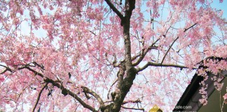 เที่ยวญี่ปุ่น สวนซุมิดะ เลียบเลาะริมน้ำ ชมซากุระบาน ณ ย่านอาสะกุสะ