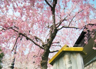 เที่ยวญี่ปุ่น สวนซุมิดะ เลียบเลาะริมน้ำ ชมซากุระบาน ณ ย่านอาสะกุสะ
