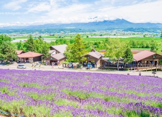 เที่ยวฮอกไกโดชมทุ่งลาเวนเดอร์และดอกไม้ 5 สี ที่ฟาร์มโทมิตะ (Hokkaido Lavender Tomita Farm)