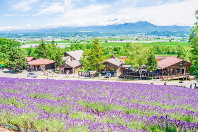 เที่ยวฮอกไกโดชมทุ่งลาเวนเดอร์และดอกไม้ 5 สี ที่ฟาร์มโทมิตะ (Hokkaido Lavender Tomita Farm)