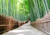 ชมธรรมชาติเส้นทางเลียบป่าไผ่ที่อาราชิยามา (Arashiyama) เมืองเกียวโต (Kyoto)