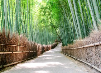 ชมธรรมชาติเส้นทางเลียบป่าไผ่ที่อาราชิยามา (Arashiyama) เมืองเกียวโต (Kyoto)