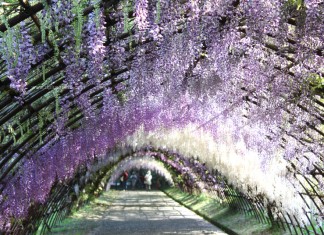 เที่ยวญี่ปุ่น Kawachi Fuji Garden ชมอุโมงค์ดอกวิสเตียเรีย (Wisteria) ที่่ฟุกุโอกะ