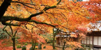 เที่ยวญี่ปุ่นชมใบไม้เปลี่ยนสี ที่วัด Komyozenji เมือง Dazaifu จังหวัดฟุกุโอกะ