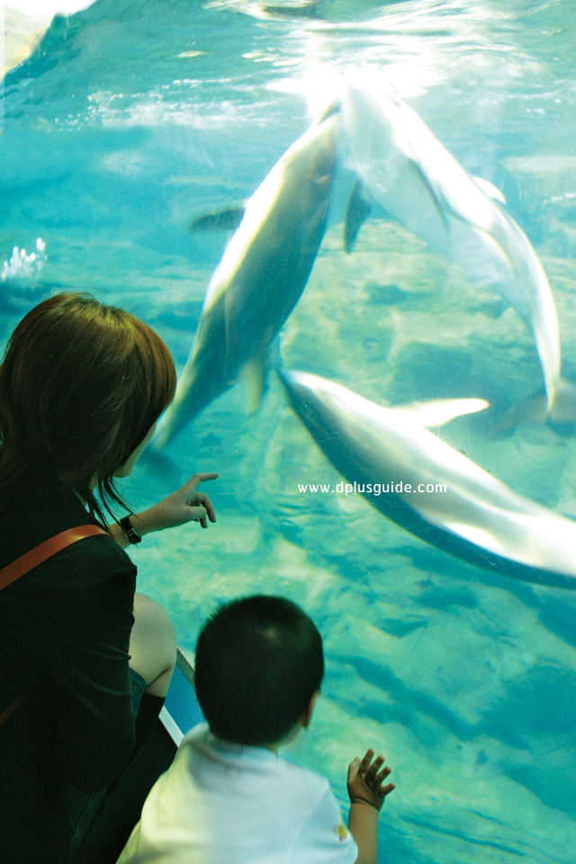 พิพิธภัณฑ์สัตว์น้ำไคยูคัง (Osaka Aquarium Kaiyukan)