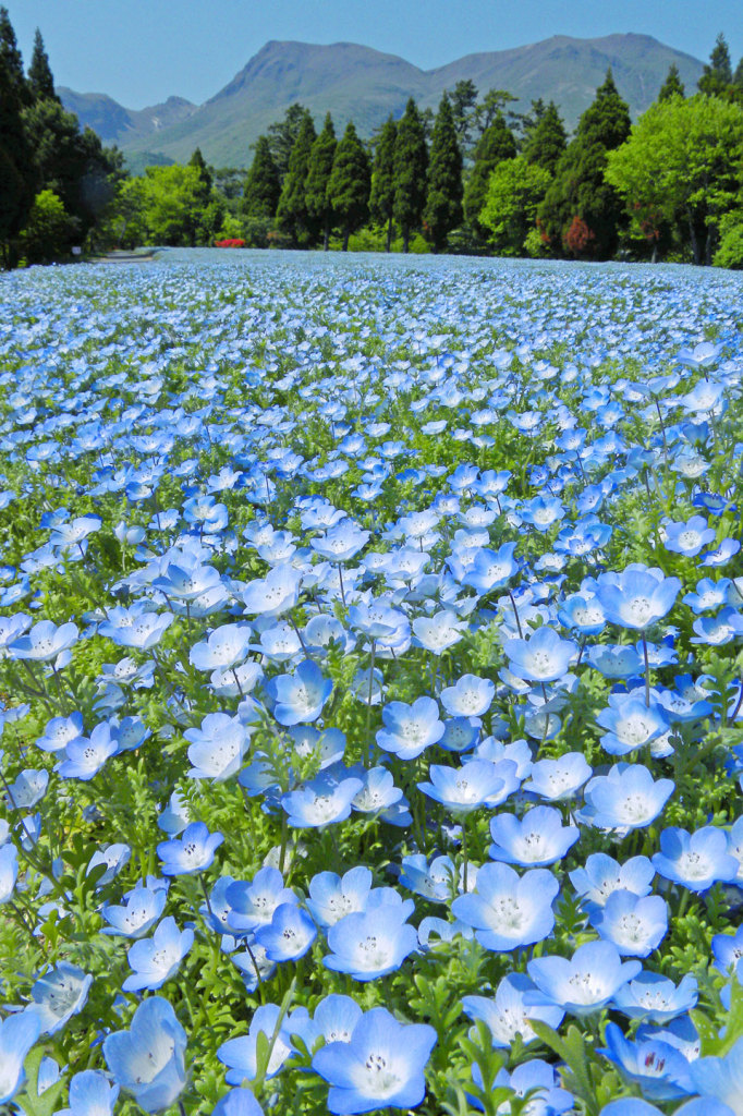 เที่ยวญี่ปุ่นชมทุ่งดอกไม้สวย ที่สวนดอกไม้คุจุ (Kuju Flower Park