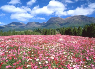 เที่ยวญี่ปุ่นชมทุ่งดอกไม้สวย ที่สวนดอกไม้คุจุ (Kuju Flower Park) จังหวัด Oita ภูมิภาค Kyushu