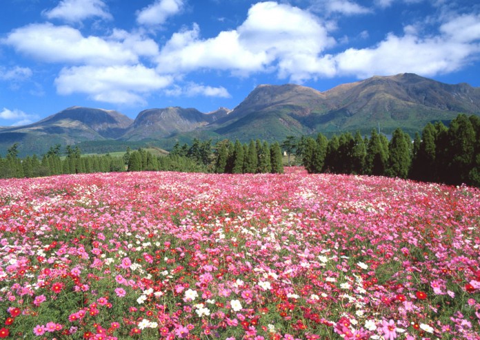 เที่ยวญี่ปุ่นชมทุ่งดอกไม้สวย ที่สวนดอกไม้คุจุ (Kuju Flower Park) จังหวัด Oita ภูมิภาค Kyushu