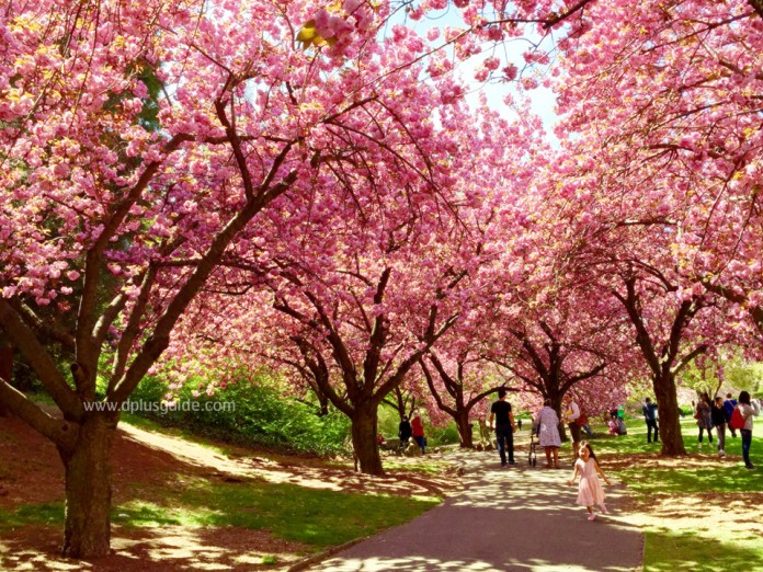 เที่ยวนิวยอร์ก ชมซากุระที่สวน Brookyn Botanic Garden