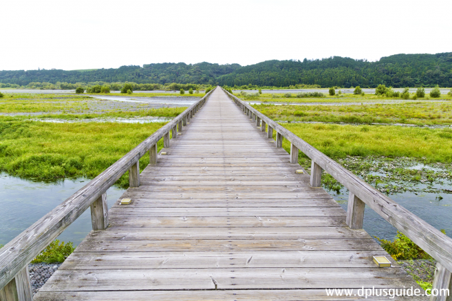 สะพานไม้ที่ยาวที่สุดในญี่ปุ่น (Horai)