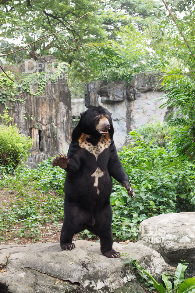 ส่วนจัดแสดงหมี สวนสัตว์ดุสิต (Dusit Zoo) ส่วนจัดแสดงหมี สวนสัตว์ดุสิต (Dusit Zoo)