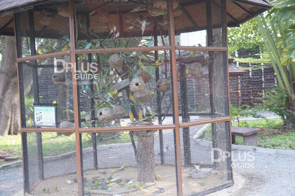 นกหงส์หยก สวนสัตว์ดุสิต (Dusit Zoo) นกหงส์หยก สวนสัตว์ดุสิต (Dusit Zoo)