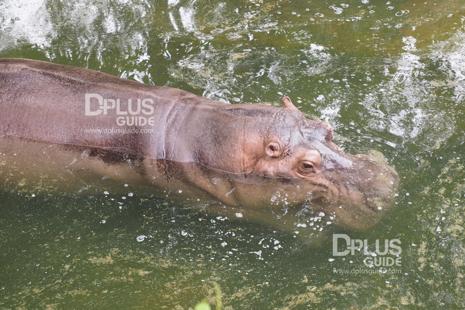 ส่วนจัดแสดงฮิปโปโปเตมัส สวนสัตว์ดุสิต (Dusit Zoo) ส่วนจัดแสดงฮิปโปโปเตมัส สวนสัตว์ดุสิต (Dusit Zoo)