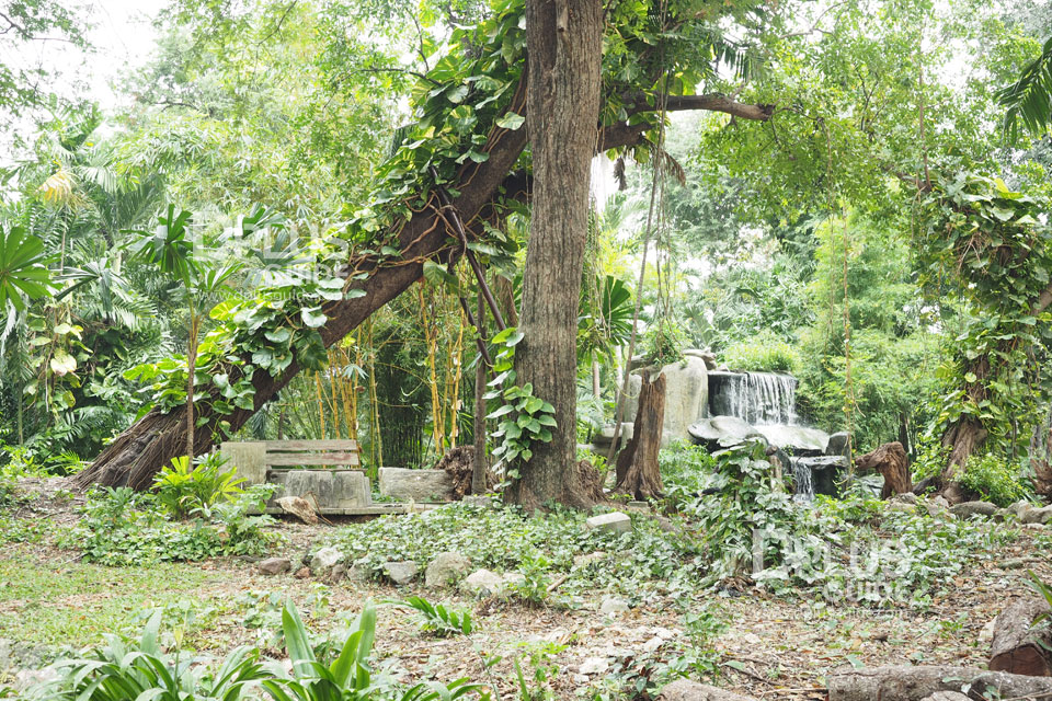 บริเวณต้นสัก สวนสัตว์ดุสิต (Dusit Zoo) บริเวณต้นสัก สวนสัตว์ดุสิต (Dusit Zoo)