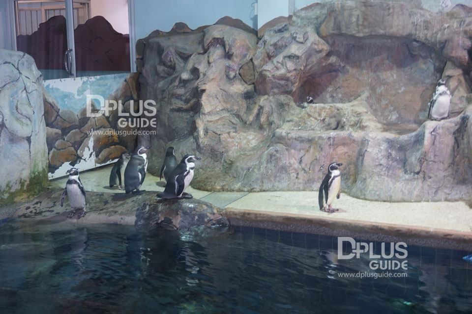 ส่วนจัดแสดงนกเพนกวิน สวนสัตว์ดุสิต (Dusit Zoo) ส่วนจัดแสดงนกเพนกวิน สวนสัตว์ดุสิต (Dusit Zoo)