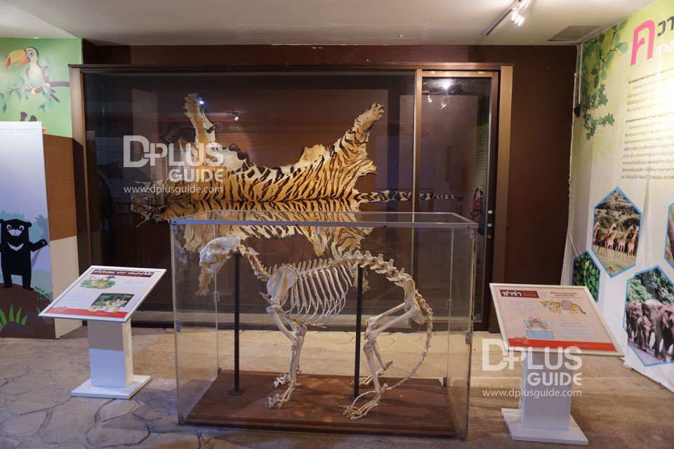 ZooMuseum2 DPlus Guide