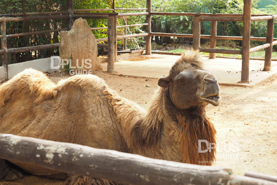 อูฐสองโหนก สวนสัตว์ดุสิต (Dusit Zoo) อูฐสองโหนก สวนสัตว์ดุสิต (Dusit Zoo)
