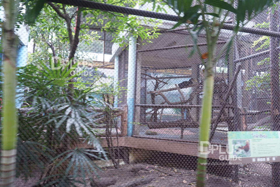 ไก่ฟ้าสีทอง สวนสัตว์ดุสิต (Dusit Zoo) ไก่ฟ้าสีทอง สวนสัตว์ดุสิต (Dusit Zoo)