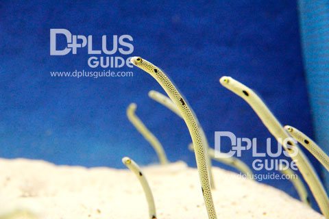 Spotted garden eel ปลาไหลตัวเล็กเท่าปากกา Spotted garden eel ปลาไหลตัวเล็กเท่าปากกา ที่ พิพิธภัณฑ์สัตว์น้ำ Aquarium Umitamago