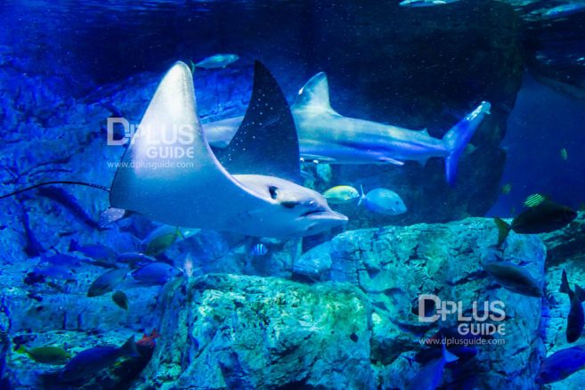 Aquarium Umitamago เที่ยวญี่ปุ่น Aquarium Umitamago เมืองเบปปุ ภูมิภาคคิวชู