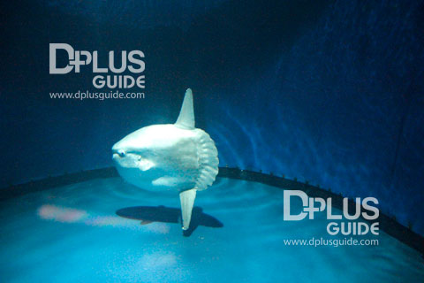 Sunfish ปลาน้ำลึกตัวกลมแบน Sunfish ปลาน้ำลึกตัวกลมแบน ที่ พิพิธภัณฑ์สัตว์น้ำ Aquarium Umitamago