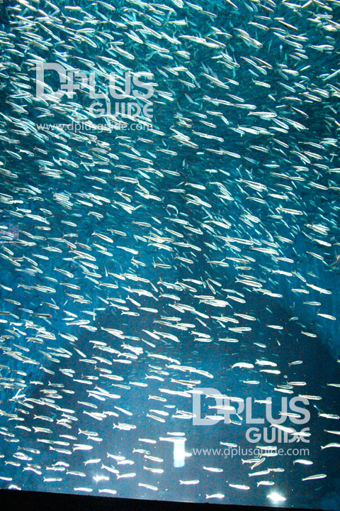 ปลาซาร์ดีนหรือ Japanese Anchovy ปลาซาร์ดีนหรือ Japanese Anchovy
