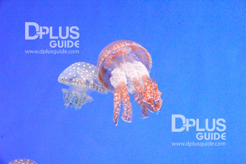 Papuan Jellyfish แมงกระพรุนหน้าตาคล้ายเห็ด ที่ พิพิธภัณฑ์สัตว์น้ำ Aquarium Umitamago