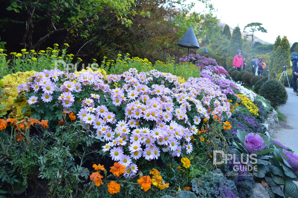 The Garden of Morning Calm สวนพฤกษศาสตร์เกาหลี The Garden of Morning Calm สวนพฤกษศาสตร์เกาหลี