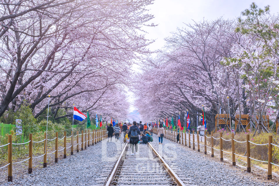 นักท่องเที่ยวออกัน ณ บริเวณรางรถไฟใกล้สถานี Gyeonghwa นักท่องเที่ยวออกัน ณ บริเวณรางรถไฟใกล้สถานี Gyeonghwa