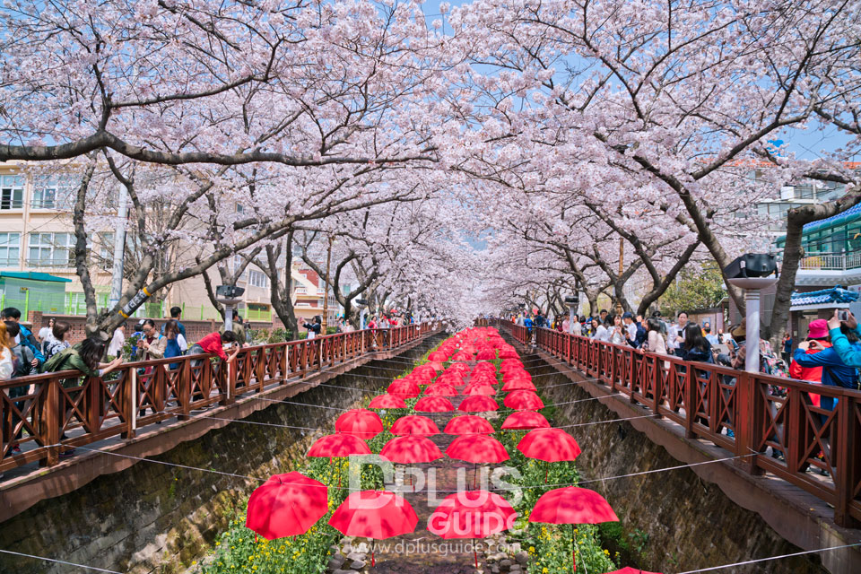 jinhae tourist attractions