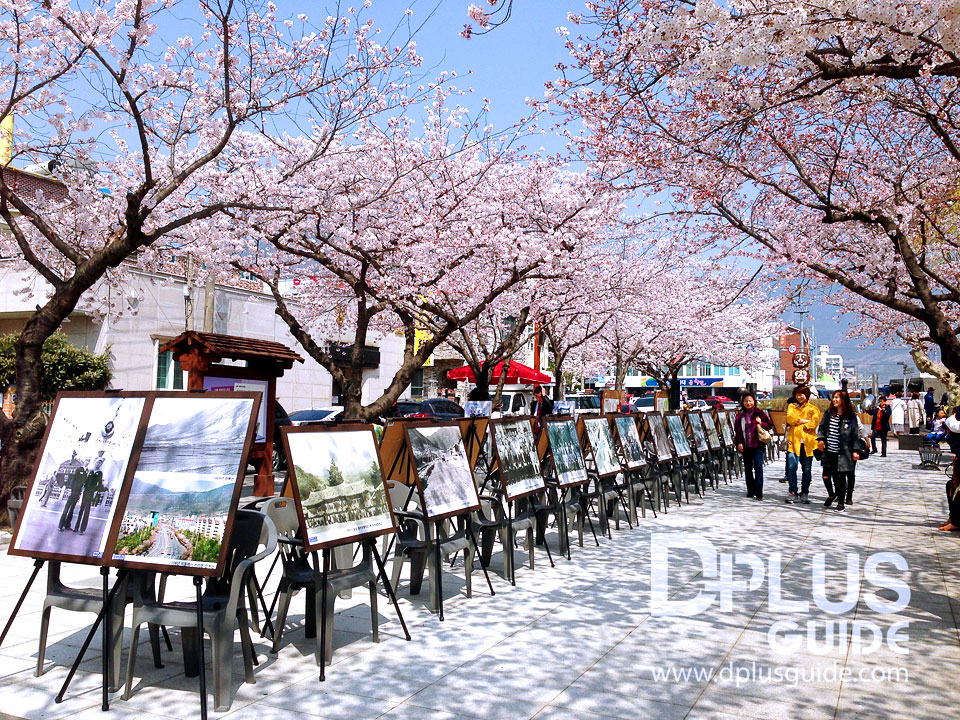 นิทรรศการภาพถ่ายในอดีตของเมืองจินแฮ จัด ณ บริเวณลานหน้าโบสต์คริสตจักรจินแฮ นิทรรศการภาพถ่ายในอดีตของเมืองจินแฮ จัด ณ บริเวณลานหน้าโบสต์คริสตจักรจินแฮ