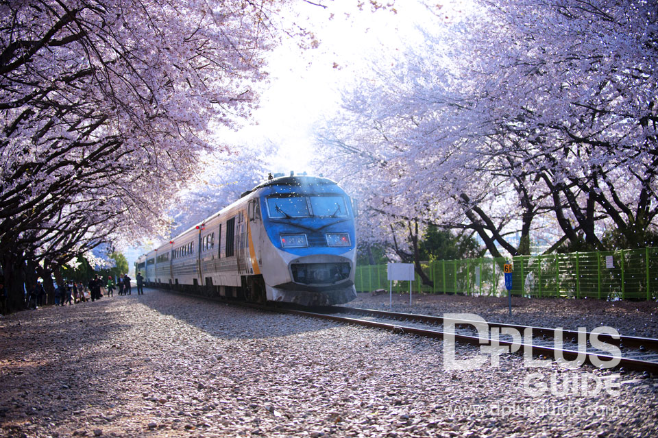 Train to Jinhae ช็อตนี้ที่รอคอย Train to Jinhae ช็อตนี้ที่รอคอย