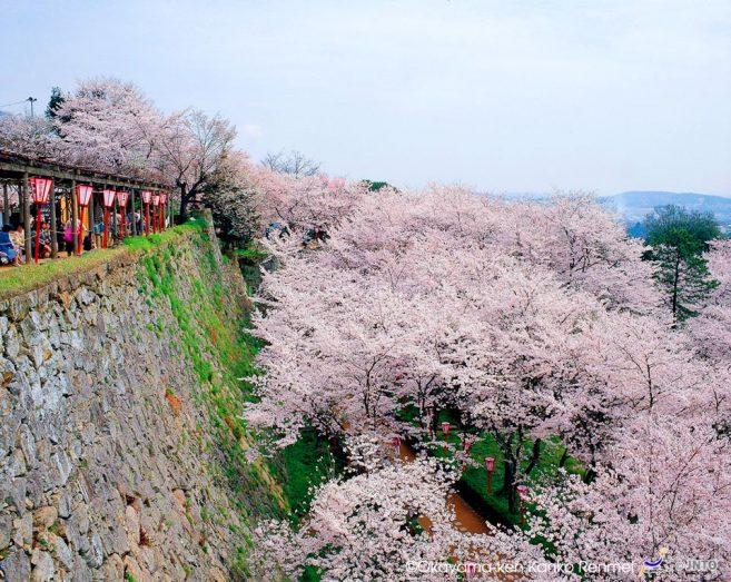 บรรยากาศของช่วงซากุระบานที่ซากปราสาท Tsuyama