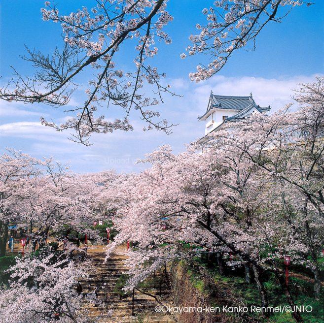 ซากุระเบ่งบานที่สวน Kakuzan Park ก่อนจะถึงซากปราสาท Tsuyama ซากุระเบ่งบานที่สวน Kakuzan Park ก่อนจะถึงซากปราสาท Tsuyama